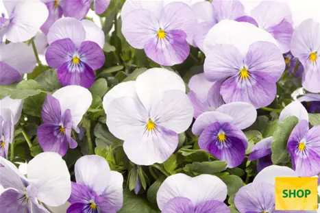Viola-Twix-Power-Pink-Frost-Volmary.png Viola-Twix-Power-Pink-Frost-Volmary.png