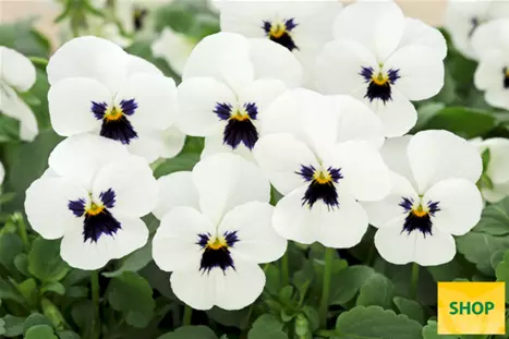 Viola-Twix-Power-White-with-Blotch-Volmary.png Viola-Twix-Power-White-with-Blotch-Volmary.png