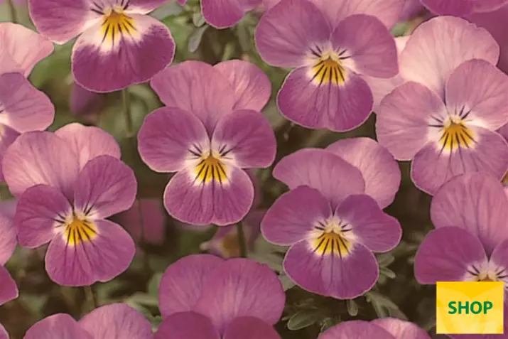 Viola-Ice-Babies-Rose-Face-Volmary.png Viola-Ice-Babies-Rose-Face-Volmary.png