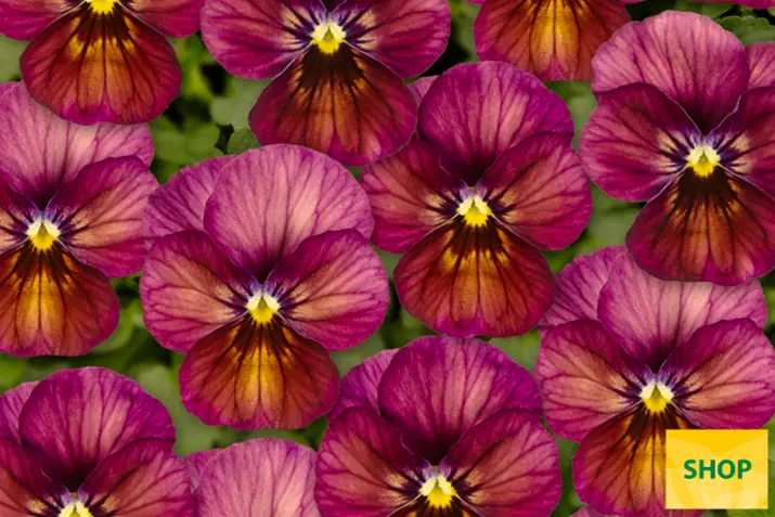 Viola-Ice Babies®-Caramel-Pink-Volmary.png Viola-Ice Babies®-Caramel-Pink-Volmary.png