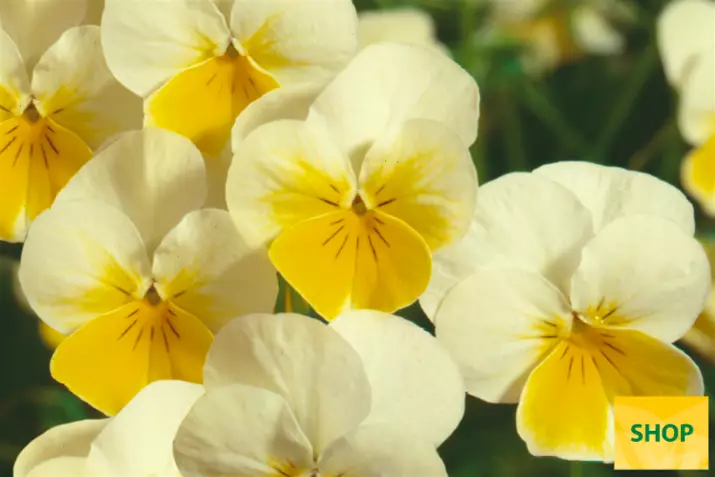 Viola-Ice-Babies®-Cream-Yellow-Lip-Volmary.png Viola-Ice-Babies®-Cream-Yellow-Lip-Volmary.png