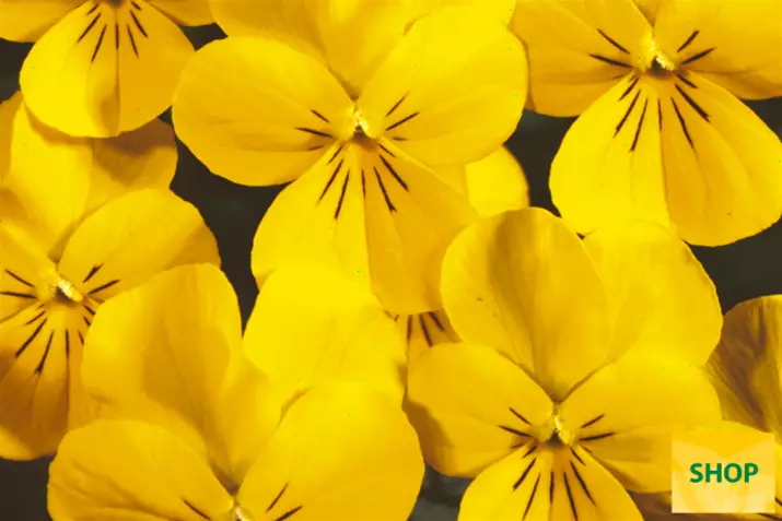 Viola-Ice-Babies®-Golden-Yellow-Volmary.png Viola-Ice-Babies®-Golden-Yellow-Volmary.png