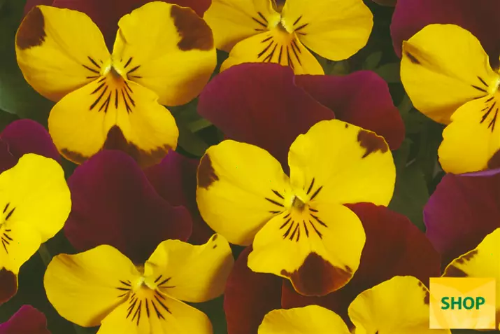 Viola-Ice-Babies®-Yellow-Red-Wing-Volmary.png Viola-Ice-Babies®-Yellow-Red-Wing-Volmary.png