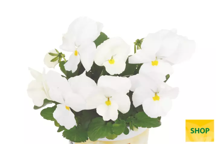 Viola-Volante-Compact-Clear-White-Volmary.png Viola-Volante-Compact-Clear-White-Volmary.png