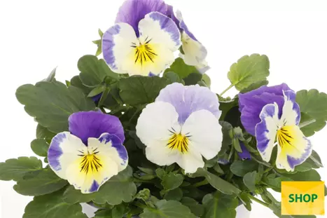 Viola-Volante-Compact-Cream-Lilac-Wing-Volmary.png Viola-Volante-Compact-Cream-Lilac-Wing-Volmary.png