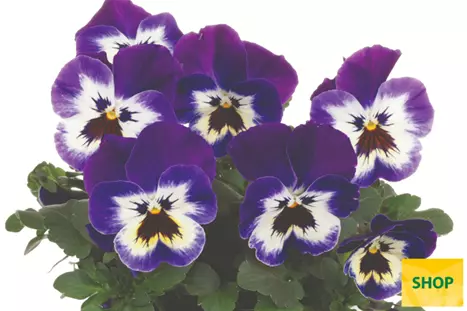 Viola-Volante-Compact-Purple-Picotee-Volmary.png Viola-Volante-Compact-Purple-Picotee-Volmary.png