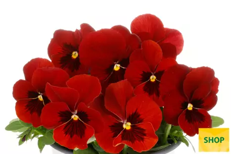 Viola-Volante-Compact-Red-with-Blotch-Volmary.png Viola-Volante-Compact-Red-with-Blotch-Volmary.png