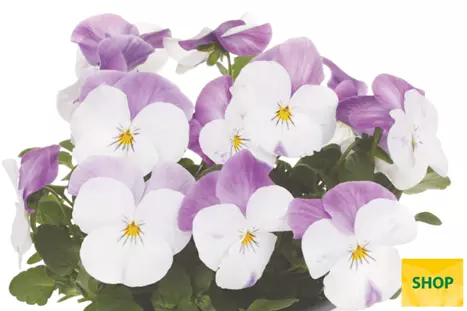 Viola-Volante-Compact-White-Pink- Wing-Volmary.png Viola-Volante-Compact-White-Pink- Wing-Volmary.png