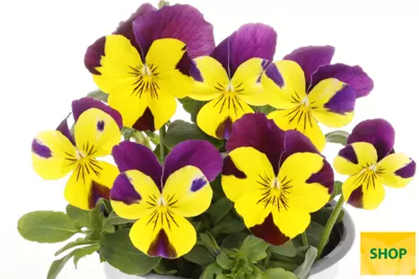 Viola-Volante-Compact-Yellow-Purple-Wing-Volmary.png Viola-Volante-Compact-Yellow-Purple-Wing-Volmary.png