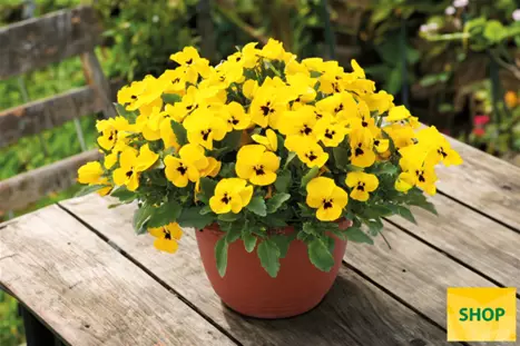 Viola-Volante-Compact-Yellow-with Blotch-Volmary.png Viola-Volante-Compact-Yellow-with Blotch-Volmary.png