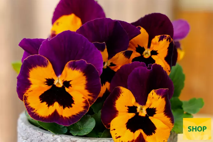 Viola-Carneval-Orange-Purple-Wing-Volmary.png Viola-Carneval-Orange-Purple-Wing-Volmary.png