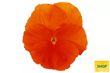ViolViola-Carneval®-Special-Deep-Orange-Volmary.png ViolViola-Carneval®-Special-Deep-Orange-Volmary.png