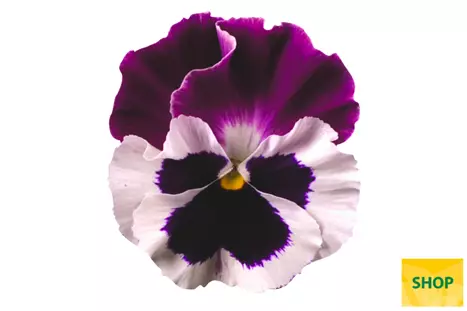 Viola-Carneval®-White-Burgundy-Wing-Volmary.png Viola-Carneval®-White-Burgundy-Wing-Volmary.png