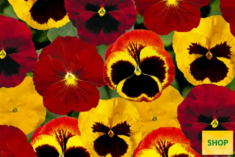 Viola-Carneval®-Fire-Mix-Volmary.png Viola-Carneval®-Fire-Mix-Volmary.png