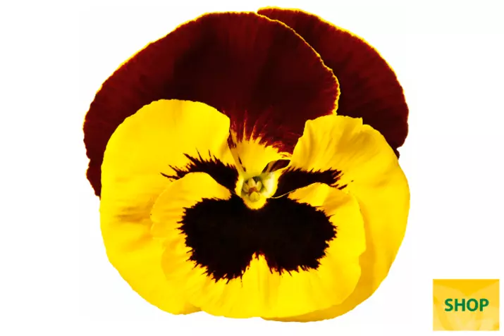 Viola-Carneval-Yellow-Red-Wing-Volmary.png Viola-Carneval-Yellow-Red-Wing-Volmary.png