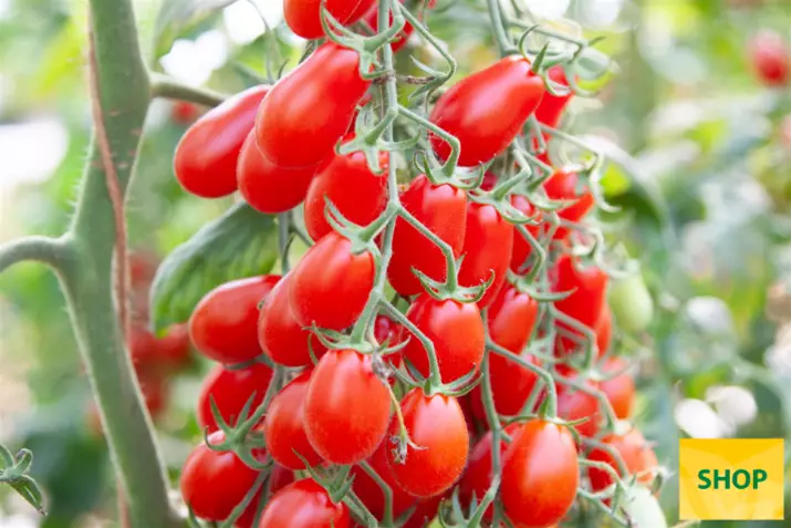 Pomidor-odporny-na-PI-Phiabella.png Pomidor-odporny-na-PI-Phiabella.png