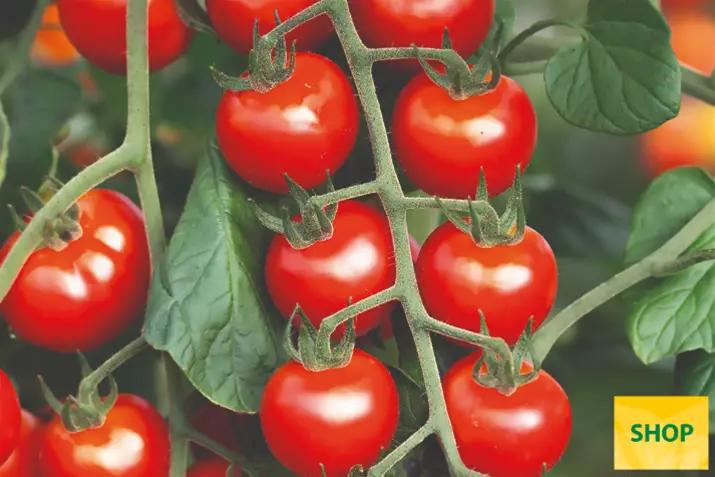 Pomidor-odporny-na-Philovita.png Pomidor-odporny-na-Philovita.png