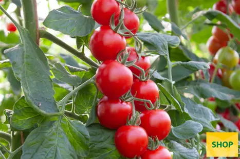 Pomidor-odporny-na-PI-Phialina.png Pomidor-odporny-na-PI-Phialina.png