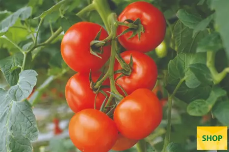Pomidor-odporny-na-PI-Phantasia.png Pomidor-odporny-na-PI-Phantasia.png