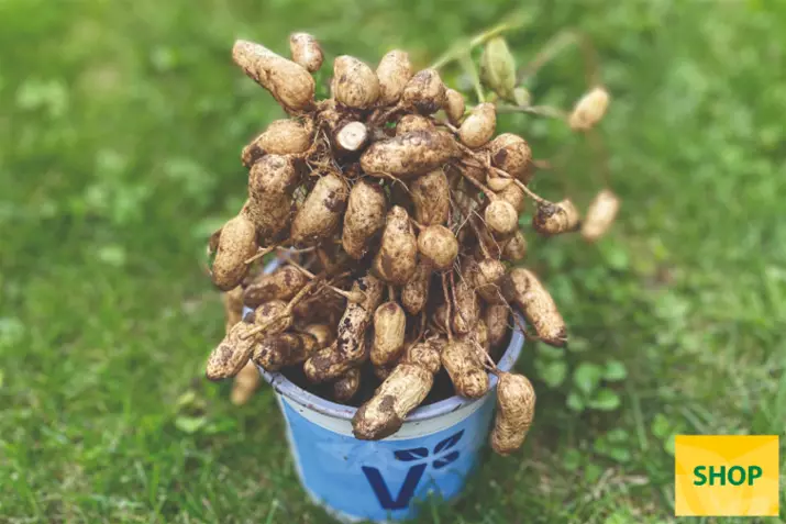 Arachis-hypogaea-arachide.png