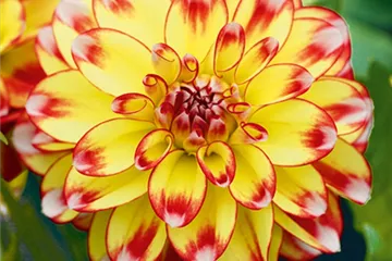 'Lubega<sup>®</sup> Power' Tricolor